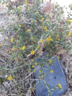 Common Spikeweed thumbnail 3
