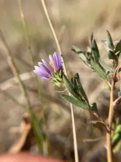 western meadow aster thumbnail 2