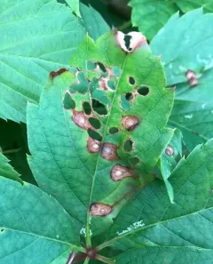 Virginia Creeper Leaf Spot thumbnail 3
