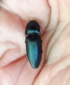 Abrupt Click Beetle thumbnail 2