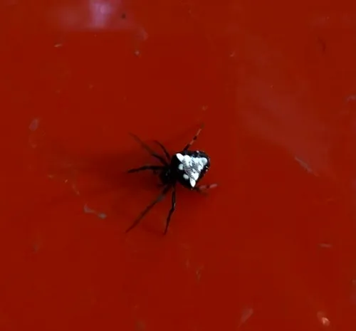 Arrowhead Orbweaver