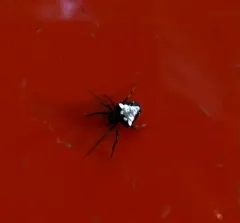 Arrowhead Orbweaver thumbnail 1