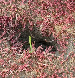 Boreal Saltwort thumbnail 2