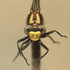 Harpoon Clubtail thumbnail 4