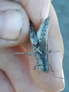 Mount Hood Short-wing Grasshopper thumbnail 2