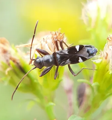 Slaterobius insignis