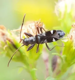 Slaterobius insignis thumbnail 1