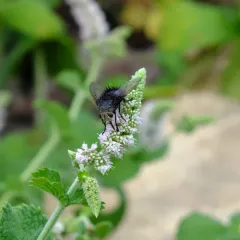 Juriniopsis adusta thumbnail 4