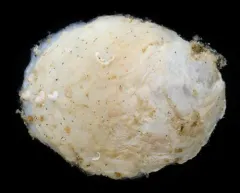 Western White Slippersnail thumbnail 2