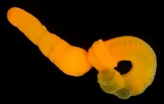 Saccoglossus pusillus thumbnail 2