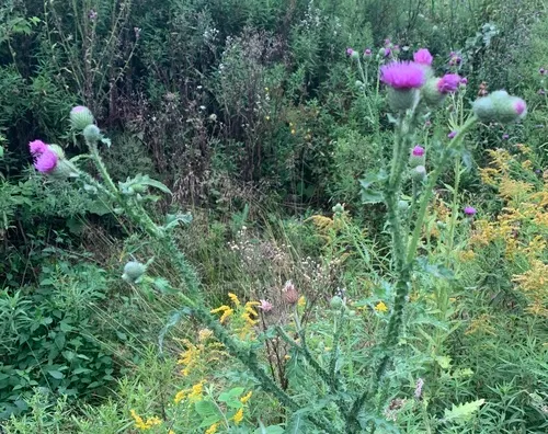 Welted Thistle
