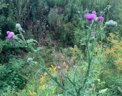 Welted Thistle thumbnail 1