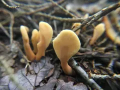 Spathularia rufa thumbnail 4
