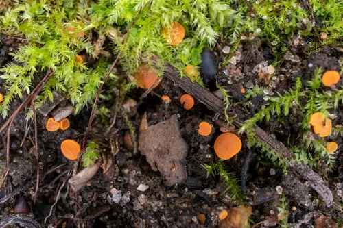 Pulvinula laeterubra