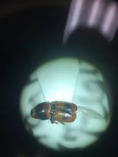 Banded Elm Bark Beetle thumbnail 3