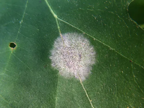 Erysiphe calocladophora