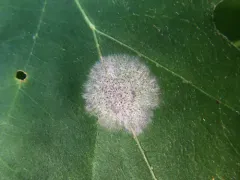 Erysiphe calocladophora thumbnail 1