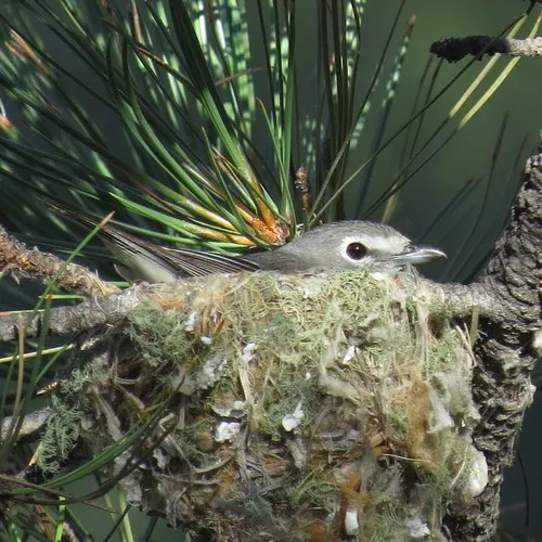 Plumbeous Vireo