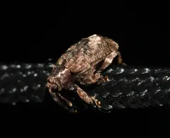 Pecan Gall Curculio thumbnail 2