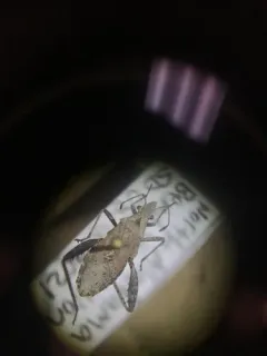 Stachyocnemus apicalis thumbnail 4