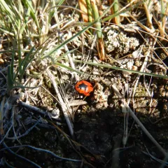 Red turnip beetle thumbnail 3