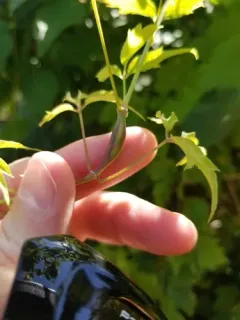 Neolasioptera clematidis thumbnail 3