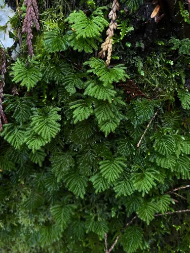 Faurie's hypopterygium moss