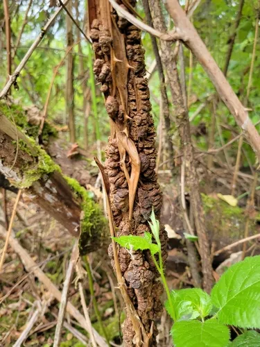Agrobacterium rubi