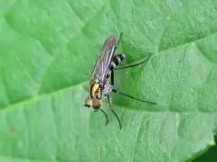 Plagioneurus univittatus thumbnail 2