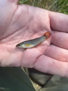 Plains Topminnow thumbnail 4