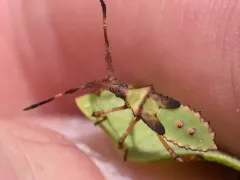 Euphorbia Bug thumbnail 3