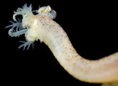 Sea-cucumber Galeommatid thumbnail 2