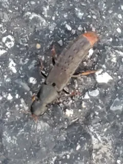 Mystic Rove Beetle thumbnail 4