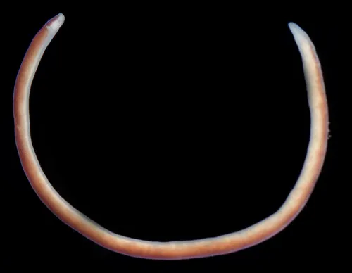Quasitetrastemma nigrifrons