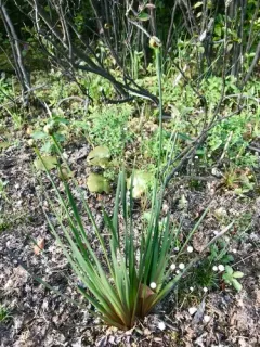 Small's yellow-eyed grass thumbnail 4