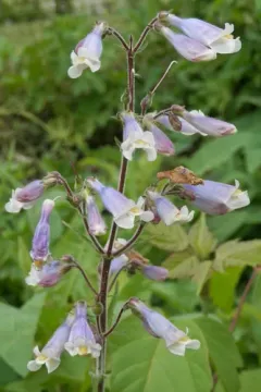 hairy beardtongue thumbnail 2