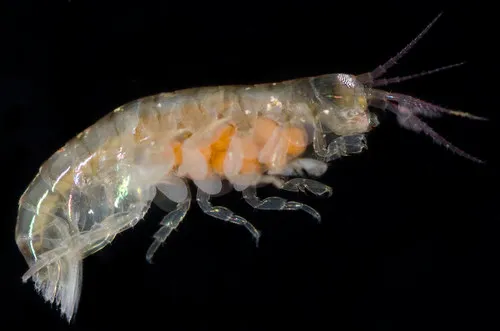Ptilohyale plumulosus