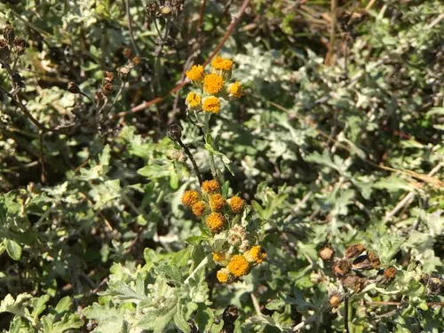 seaside woolly sunflower