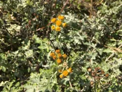 seaside woolly sunflower thumbnail 1