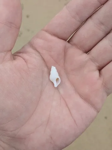 pygmy whelk