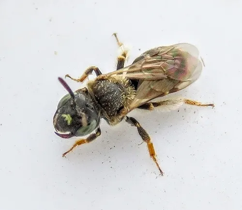 Protandrena renimaculata