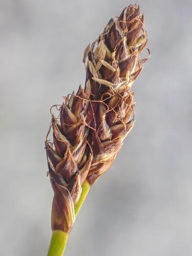 Hare's-foot Sedge