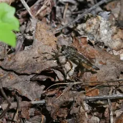 Yellow-legged Bladetail thumbnail 3