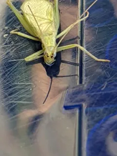 Prairie Tree Cricket thumbnail 3