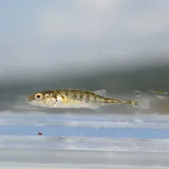 Ninespine Stickleback thumbnail 2