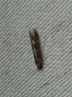 Salt and Pepper Microcaddisfly thumbnail 3