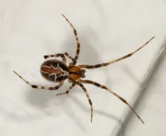 Painted Cobweb Weaver thumbnail 3