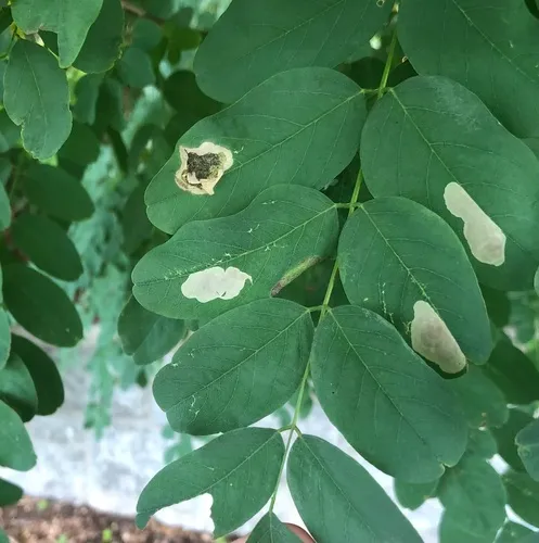 Chrysaster ostensackenella