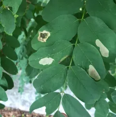 Chrysaster ostensackenella thumbnail 1