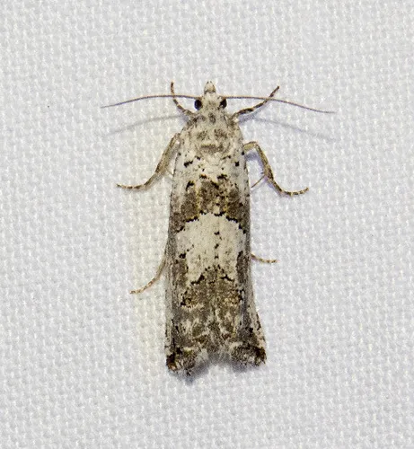 Pelochrista snyderana